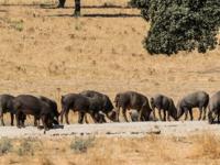 三亿体育体育官网-西悉尼流浪者挑战恩菲尔德，南美德比激烈升级